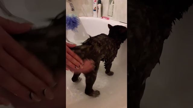 Як кіт любить купатися / Как помить кота смотреть онлайн