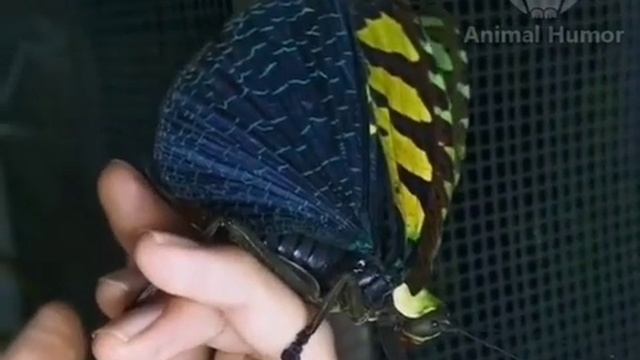 Кузнечик, который больше похож на бабочку. смотреть онлайн