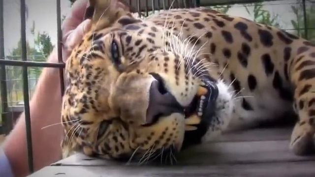 Леопард мурлыкает смотреть онлайн