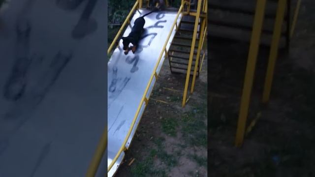 русский спаниель и такса играют! смотреть онлайн