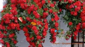 Роза плетистая Сантана (roza-pletistaya-santana) ? Сантана обзор: как сажать, саженцы розы Сантана