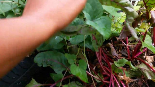 The eaten alive garden tour #mosquitos are immune to repellant смотреть онлайн