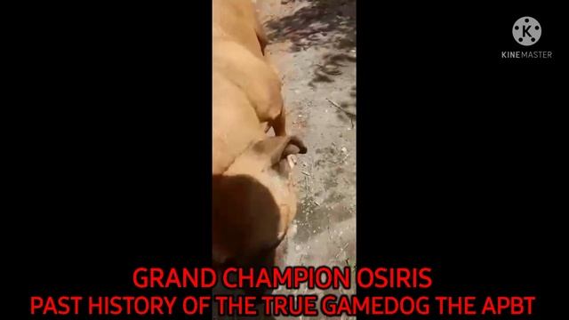APBT Grand Champion Osiris 5XW 2XBIS POR/ROM 12 Years old And Still Looking Good смотреть онлайн