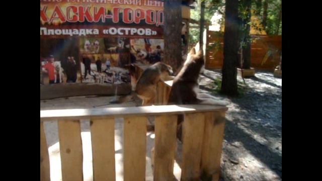 Маша в ХАСКИ ГОРОДЕ ))) Детский веревочный городок )) Happy Masha смотреть онлайн