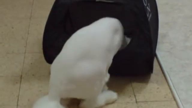 Кот Пендель ДО и ПОСЛЕ стрижки смотреть онлайн