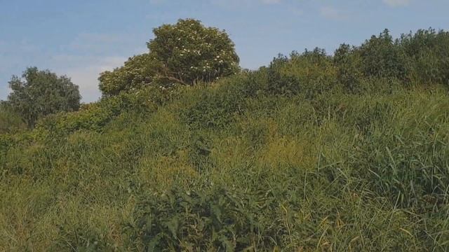 Приглашаю на прогулку за цветом бузины черной для оладушек.Holunder Blüte. смотреть онлайн