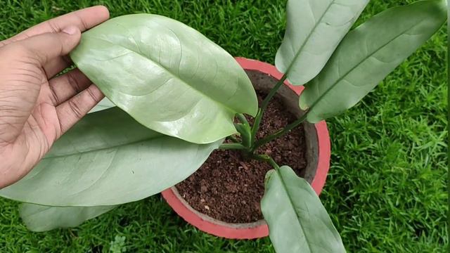 Aglaonema green varieties | malayalam || смотреть онлайн