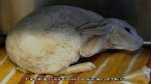 Заболевания ушей и их лечение у кроликов
