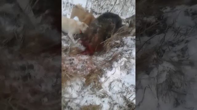 Охота на кабана с ЗСЛ. смотреть онлайн