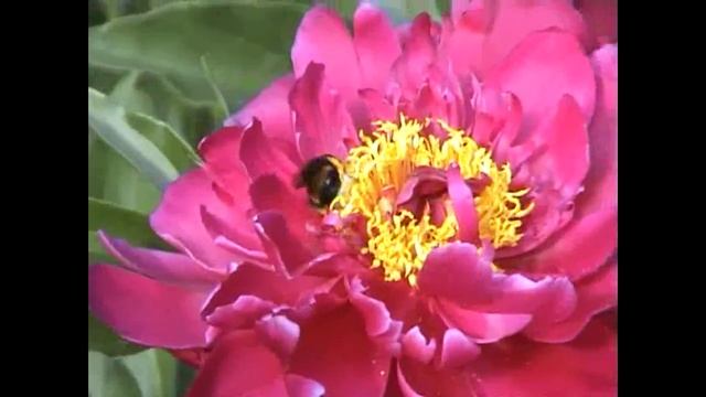 Не позволяй душе лениться . Цветы пионы прекрасны. смотреть онлайн