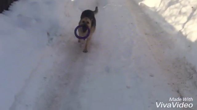 Гуляю с собакой смотреть онлайн