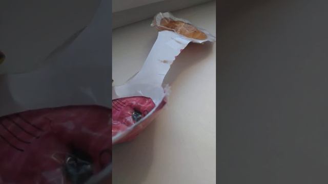 рум тур квартиры в общежитии у моей сестры!Котя Симба встречал! ?❤ смотреть онлайн