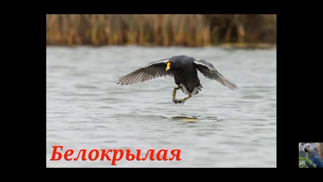 Лысухи (лат. Fulica). смотреть онлайн