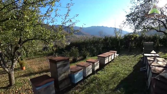 Отдых в Borjomi. Горный мёд, частная мини-гостиница смотреть онлайн