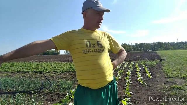 Как я сею фацелию. смотреть онлайн