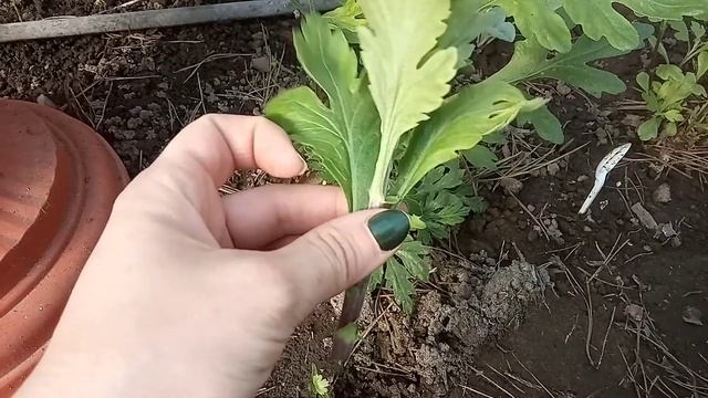 Прищипывание и черенкование хризантемы.