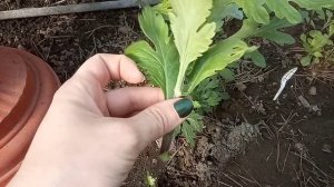 Прищипывание и черенкование хризантемы.