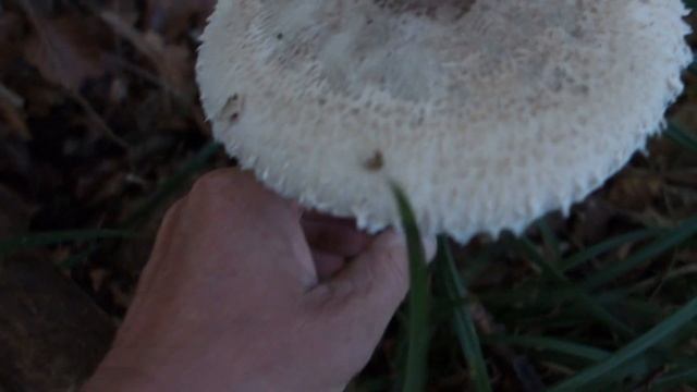 ПАЛЬЦЫ ДЬЯВОЛА | РЕДКИЕ ГРИБЫ КАРПАТ смотреть онлайн