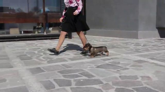 Нерей от Марины Курановой. САС, ВОВ, ЧРКФ, CACIB, БИГ-3. Сациб в Екатеринбурге 07_04_2019 смотреть онлайн