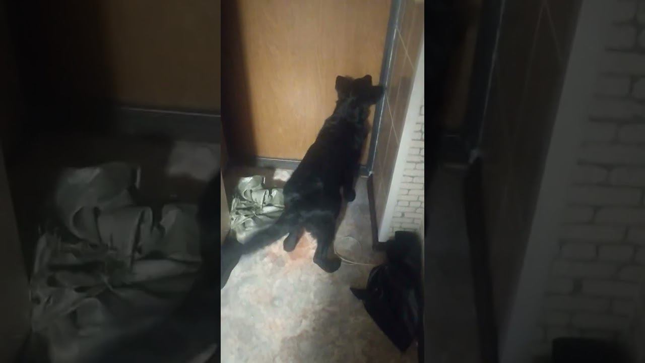 ВЕО черная Восточно Европейская Овчарка 3 смотреть онлайн