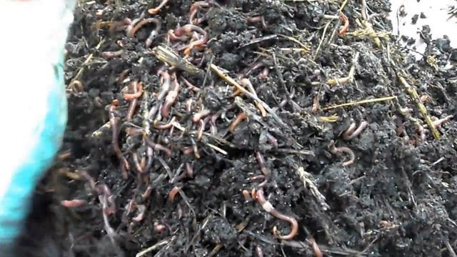 Червь для рыбалки. Наживка и прикормка. Рыболовный набор. смотреть онлайн