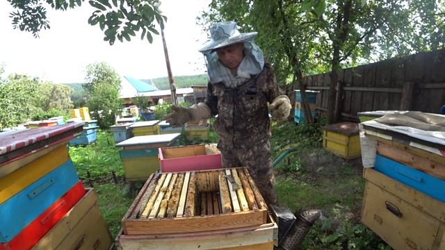 ОТБОР РАМОК С МЁДОМ, РАБОТА ПЧЁЛ БАКФАСТА И КАРНИКИ НА УРАЛЕ. смотреть онлайн