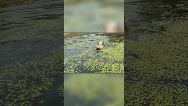 Эта Свинья Чуть Не Утонула, Но Ее Спасли! смотреть онлайн