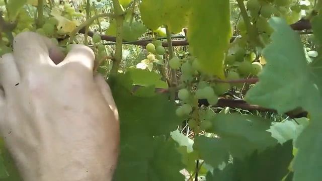 КИШМИШ.РИЛАЙН ПИНК СИДЛИС. смотреть онлайн