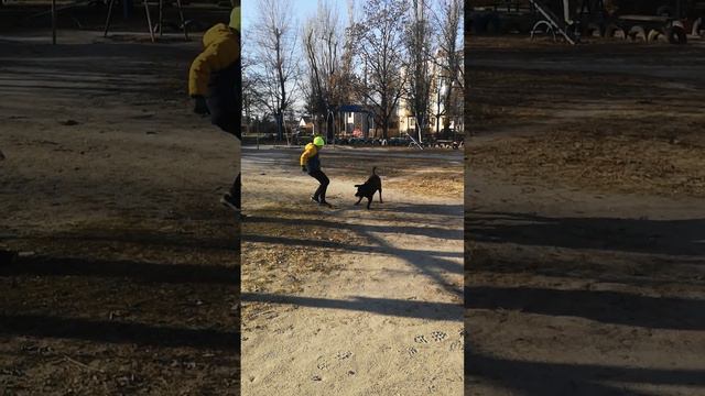 Лабрадор Арса играет с детьми водворе мячиком смотреть онлайн
