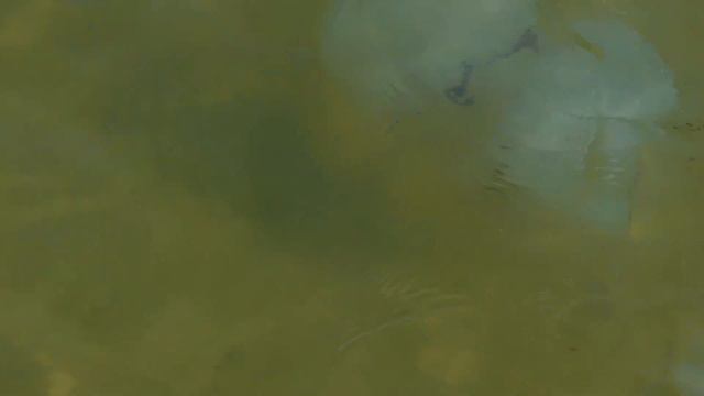 Нашествие медуз на Азовском море Арабатская стрелка смотреть онлайн