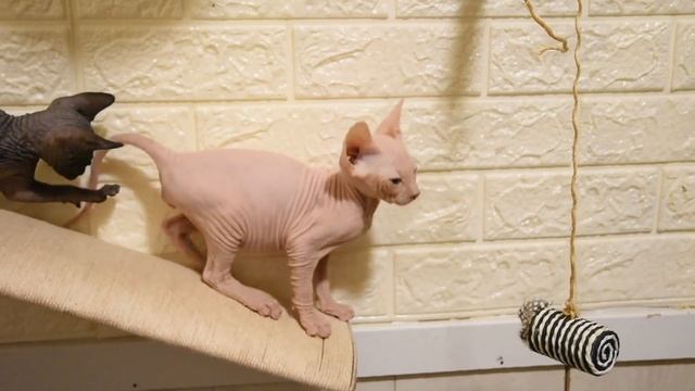 котята донского и канадского сфинкса 054-4568931 смотреть онлайн