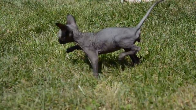 Canadian Sphynx kitten смотреть онлайн