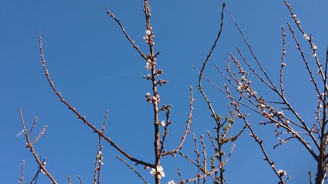 абрикос в Подмосковье смотреть онлайн