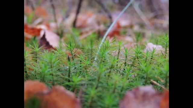 Осенний лес...Фотозарисовка...Краски осени... смотреть онлайн