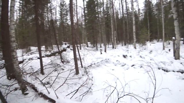 Русские гончие догнали зайца после лежки смотреть онлайн