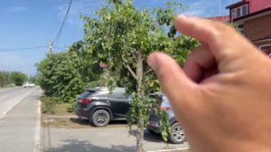 Как лучше обрезать березу.Два варианта