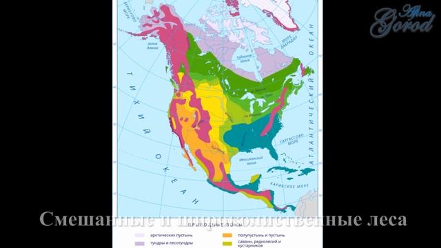 Северная Америка. Природные зоны. География - легко! смотреть онлайн