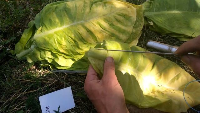 2 Оптимальная игла для нанизывания табачного листа смотреть онлайн