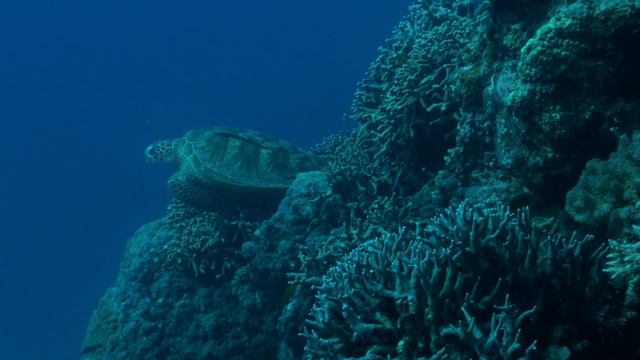 A Celebration Of Earth's Incredible Biodiversity | Our Nature Call Of The Wild | Documentary Centra