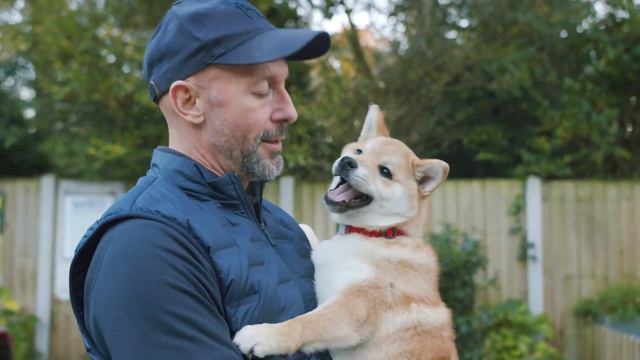 All you need to know about Shiba Ino from a dog trainers point of view смотреть онлайн