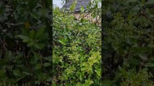 Пираканта. Обрезка, формирование живой изгороди. Дождливая погода #май # заметки   #садоводство