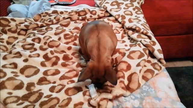 БьютиТой Дороти - русский той - 5 лет смотреть онлайн