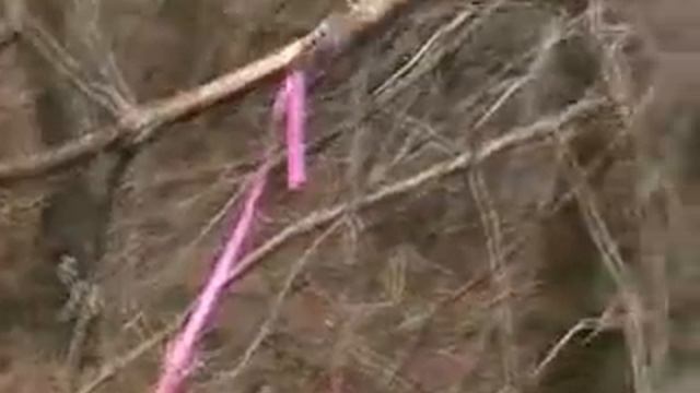 Экспедиция в Ведьмин лес смотреть онлайн