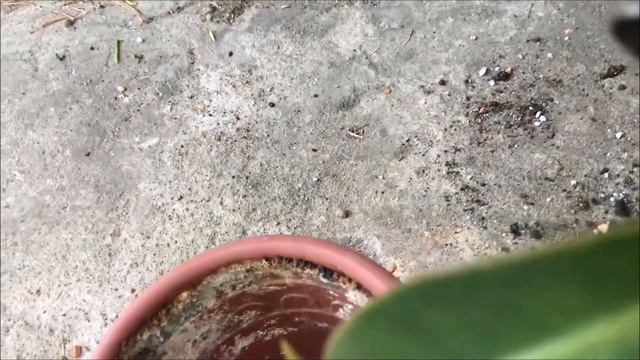 Фикус эластика - "Институтский заморыш" (часть 1) Реанимируем фикус. Ficus elastica «Melany» смотреть онлайн