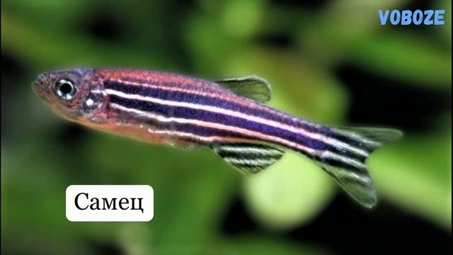 Аквариумная рыбка Данио рерио. Размножение данио, содержание, уход.