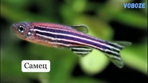Аквариумная рыбка Данио рерио. Размножение данио, содержание, уход.