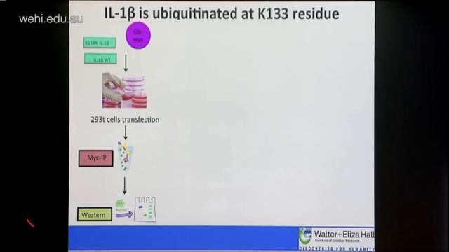 Vijayaraj S (2018): Post-translational regulation of interleukin-1β смотреть онлайн