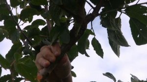 Прививка слив на абрикос в расщеп. Окулировка черешни.