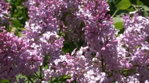 Проникновенная и Невероятно красивая музыка! Трогает до глубины души и уносит вдаль…