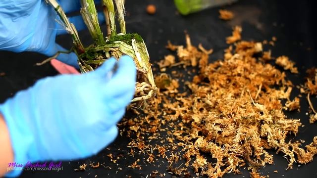 Orchid transplant shock (after repotting) - What is it & how to minimize it смотреть онлайн